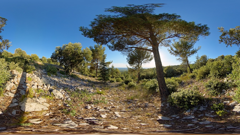 Quiet pine valley view