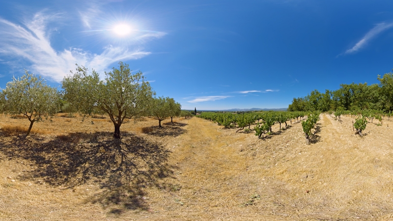 Olive groves and vineyards with mountains